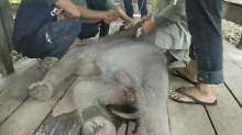 Bayi Gajah Terperangkap Kubangan Lumpur Berhasil Dievakuasi