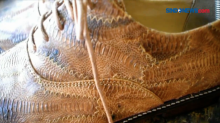 Ceker Ayam Menjadi Bahan Baku Pembuatan Sepatu