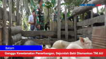 Ganggu Keselamatan Penerbangan, Sejumlah Babi Diamankan TNI AU