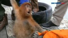 Evakuasi Monyet Bekantan di Samarinda Berlangsung Dramatis