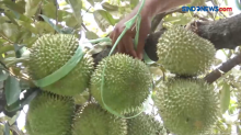 Menikmati Durian Bidadari Khas Lumbang Langsung dari Pohon