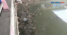 Ribuan Ikan Mati Mendadak di Kali Ancol, Bau Busuk Tercium