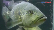 Ikan Predator Cantik Menjadi Pundi Penghobi Ikan