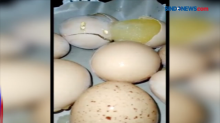 Viral! Video Telur Ayam Palsu Beredar di Kediri