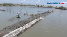 Banjir Rob Terjang Sidoarjo, Ratusan Hektare Tambak Ikan Tenggelam