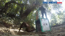 Tujuh Orangutan Dilepasliarkan ke Hutan Lindung Baka Bukit Raya