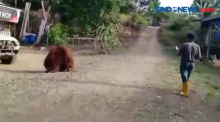 Diduga Kelaparan, Orangutan Masuk ke Desa Lusan