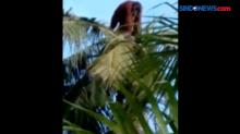 Dramatis, Evakuasi Orangutan Kelaparan di Pemukiman Warga Pangkalan Bun