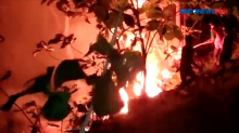 Api Lahap Kebun Warga di Pangandaran, Jawa Barat