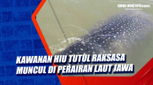 Kawanan Hiu Tutul Raksasa Muncul di Perairan Laut Jawa