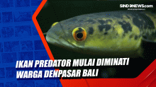 Ikan Predator Mulai Diminati Warga Denpasar Bali