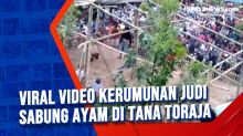 Viral Video Kerumunan Judi Sabung Ayam di Tana Toraja