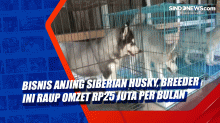 Bisnis Anjing Siberian Husky, Breeder Ini Raup Omzet Rp25 Juta per Bulan
