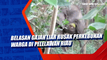 Belasan Gajah Liar Rusak Perkebunan Warga di Pelelawan Riau