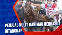 Penjual Kulit Harimau Berhasil Ditangkap