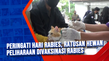 Peringati Hari Rabies, Ratusan Hewan Peliharaan Divaksinasi Rabies