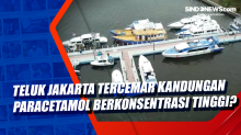 Teluk Jakarta Tercemar Kandungan Paracetamol Berkonsentrasi Tinggi?
