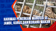 Harimau Penerkam Manusia di Jambi, Kurus dan Kurang Makan