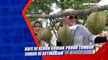 Kafe di Kebun Durian, Pohon Tumbuh Subur di Ketinggian