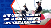 Detik-Detik Sapi Mengamuk Viral di Media Sosial, Anak Bupati Sleman Jadi Korban