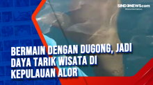 Bermain dengan Dugong, Jadi Daya Tarik Wisata di Kepulauan Alor