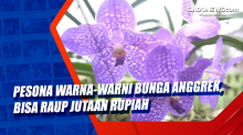 Pesona Warna-warni Bunga Anggrek, Bisa Raup Jutaan Rupiah