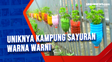 Uniknya Kampung Sayuran Warna Warni di Yogyakarta
