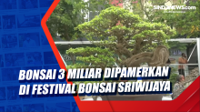 Bonsai 3 Miliar Dipamerkan di Festival Bonsai Sriwijaya