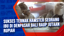 Sukses Ternak Hamster Seorang Ibu di Denpasar Bali Raup Jutaan Rupiah