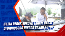 Hujan Deras, Jokowi Tanam Cabai di Wonosobo hingga Basah Kuyup