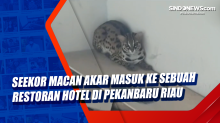 Seekor Macan Akar Masuk ke Sebuah Restoran Hotel di Pekanbaru Riau