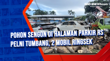 Pohon Sengon di Halaman Parkir RS Pelni Tumbang, 2 Mobil Ringsek