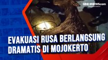 Evakuasi Rusa Berlangsung Dramatis di Mojokerto