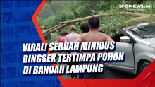 Viral! Sebuah Minibus Ringsek Tertimpa Pohon di Bandar Lampung