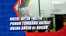 Ngeri, Detik - detik Pohon Tumbang Akibat Hujan Angin di Bogor