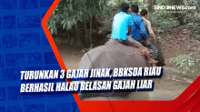 Turunkan 3 Gajah Jinak, BBKSDA Riau Berhasil Halau Belasan Gajah Liar