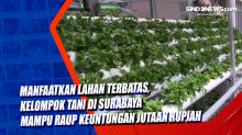 Manfaatkan Lahan Terbatas, Kelompok Tani di Surabaya Mampu Raup Keuntungan Jutaan Rupiah