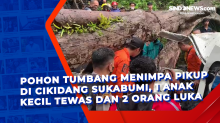 Pohon Tumbang Menimpa Pikup di Cikidang Sukabumi, 1 Anak Kecil Tewas dan 2 Orang Luka