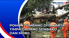 Pohon Tumbang di Jakarta Timpa Gudang Sembako dan Mobil