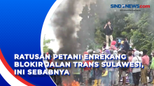 Ratusan Petani Enrekang Blokir Jalan Trans Sulawesi, Ini Sebabnya
