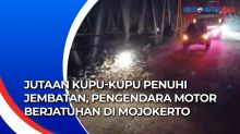 Jutaan Kupu-kupu Penuhi Jembatan, Pengendara Motor Berjatuhan di Mojokerto