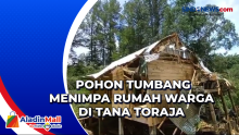 Pohon Tumbang Menimpa Rumah Warga di Tana Toraja