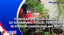 Tangkap Pemilik Ganja di Sukabumi, Polisi Temukan 16 Pohon Ganja dalam Pot