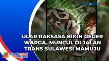 Ular Raksasa Bikin Geger Warga, Muncul di Jalan Trans Sulawesi Mamuju
