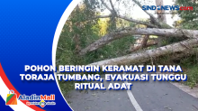 Pohon Beringin Keramat di Tana Toraja Tumbang, Evakuasi Tunggu Ritual Adat