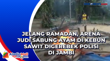 Jelang Ramadan, Arena Judi Sabung Ayam di Kebun Sawit Digerebek Polisi di Jambi