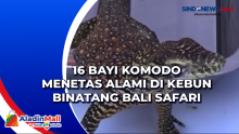 16 Bayi Komodo Menetas Alami di Kebun Binatang Bali Safari