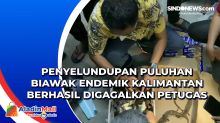 Penyelundupan Puluhan Biawak Endemik Kalimantan Berhasil Digagalkan Petugas
