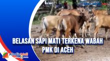 Belasan Sapi Mati Terkena Wabah PMK di Aceh