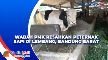 Wabah PMK Resahkan Peternak Sapi di Lembang, Bandung Barat
